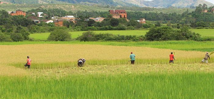 agricultura climaticamente inteligente copy