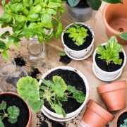 plantes que t'ajudaran a dormir millor.