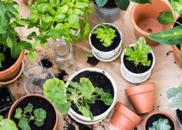 plantes que t'ajudaran a dormir millor.