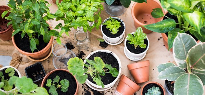 plantes que t'ajudaran a dormir millor.