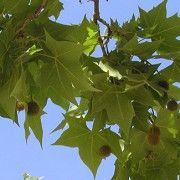 al·lergòlegs demanen que no es plantin més plataners