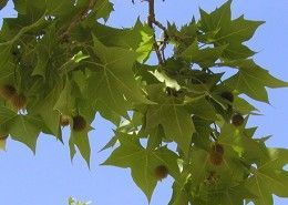 al·lergòlegs demanen que no es plantin més plataners