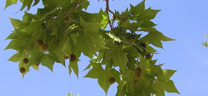 al·lergòlegs demanen que no es plantin més plataners