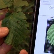 app que identifica plantes