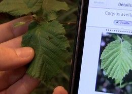 app que identifica plantes