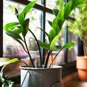 platas-interiores-purifican-aire