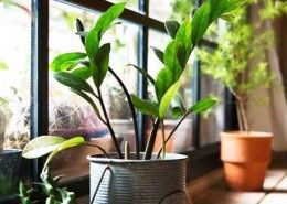 platas-interiores-purifican-aire