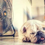 enfriar-la-casa-en-verano