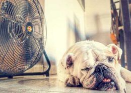 enfriar-la-casa-en-verano