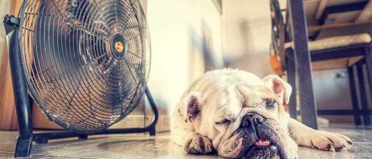 enfriar-la-casa-en-verano