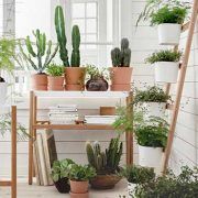 cuidar-plantas-verano