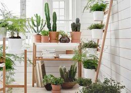 cuidar-plantas-verano