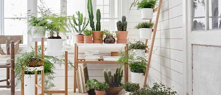 cuidar-plantas-verano