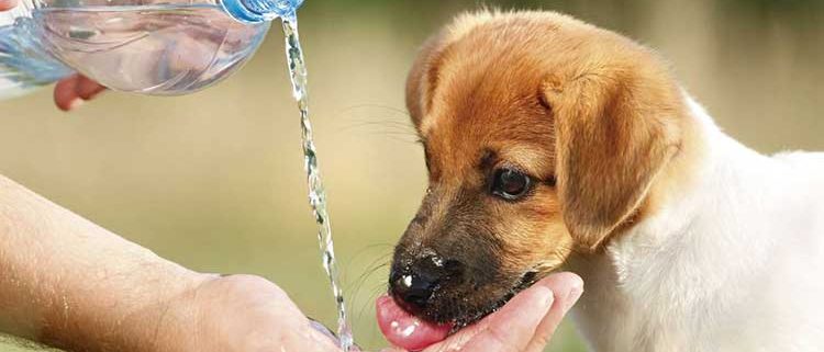 Gossos i aire condicionat