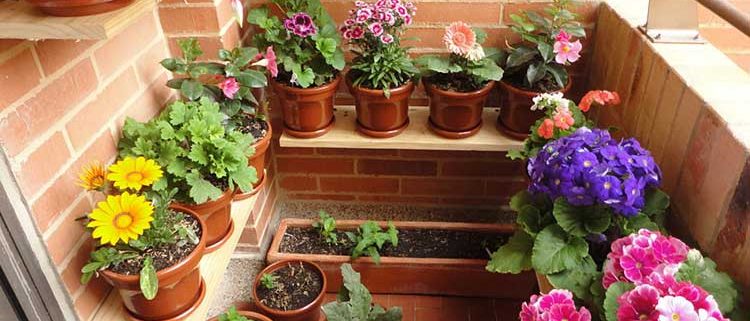 consells sobre com cuidar les plantes durant les vacances.