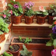 cuidar las plantas en vacaciones