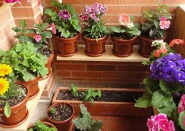 cuidar las plantas en vacaciones