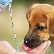 Perros y aire acondicionado