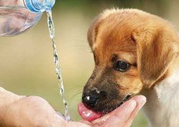 Perros y aire acondicionado