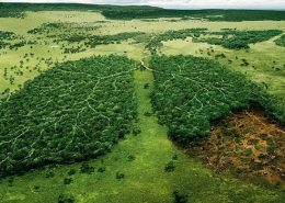 la mala salud del planeta