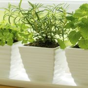 aire acondicionado y las plantas