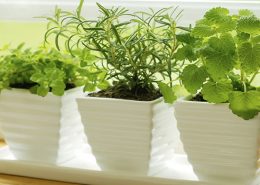 aire acondicionado y las plantas