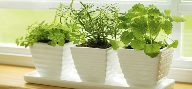 aire acondicionado y las plantas