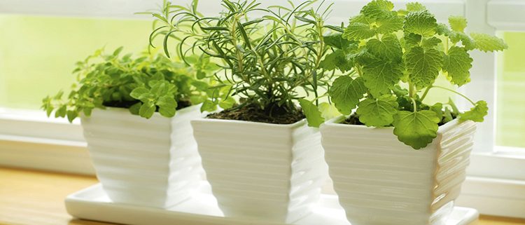 aire condicionat i les plantes