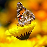 Insectos desaparición