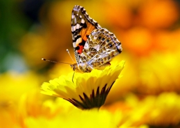 Insectos desaparición