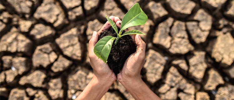 Producció d'aliments