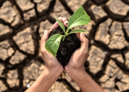 Producción de alimentos