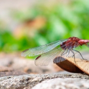 Brexit-medio-ambiente