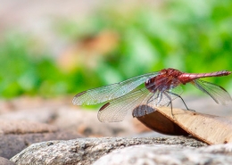 Brexit-medio-ambiente