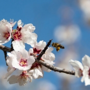 abejas-cambio-climático