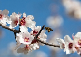 abejas-cambio-climático