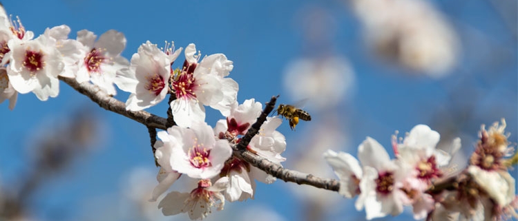 abelles-canvi-climàtic