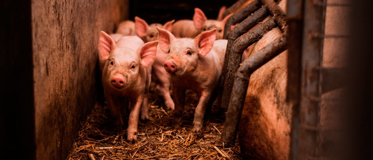 Producció-càrnia