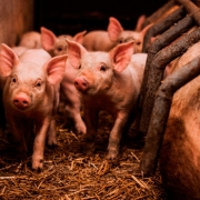 Producción-cárnica