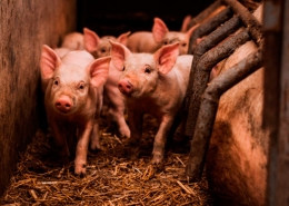 Producción-cárnica