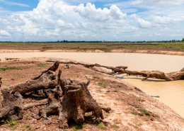 Deforestación-tropical