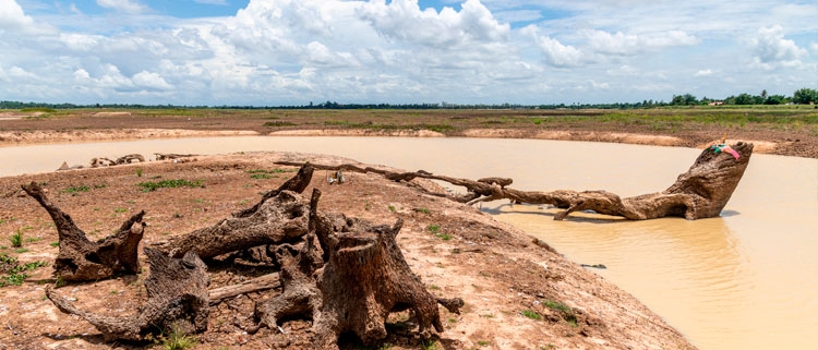 Desforestació-tropical