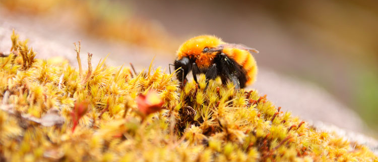 Alternatives-abelles