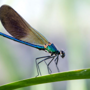 Desaparició-libèl·lules-aiguamolls