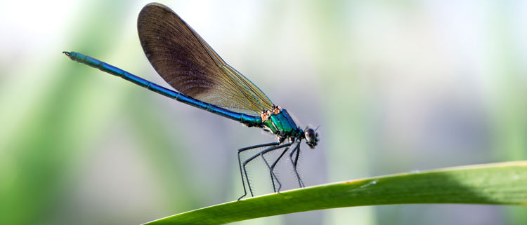 Desaparició-libèl·lules-aiguamolls