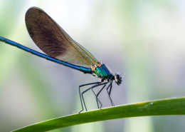 Desaparición-libélulas-humedales
