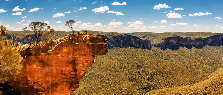 Arbres-moren-austràlia