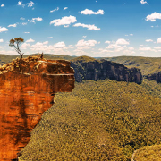 árboles-mueren-australia